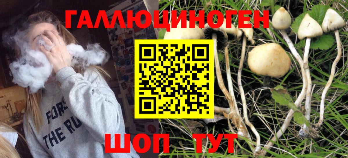 Людиново  Псилоцибиновые грибы Cubensis  Вход с VPN  Галлюциногенные грибы Psilocybe 