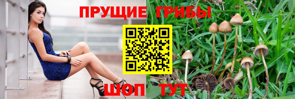 Галлюциногенные грибы Psilocybe  Людиново 